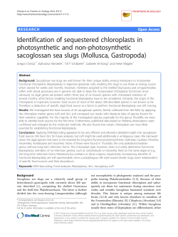 Identification of sequestered chloroplasts