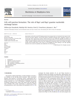 Cell&ndash;cell junction formation: The role of Rap1 and Rap1 guanine