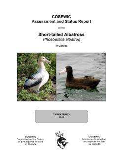Short-tailed Albatross,Phoebastria albatrus