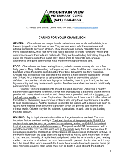 CARING FOR YOUR CHAMELEON
