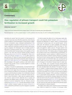 How regulation of phloem transport could link potassium fertilization