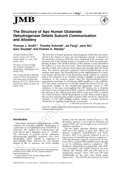 The Structure of Apo Human Glutamate Dehydrogenase Elucidates