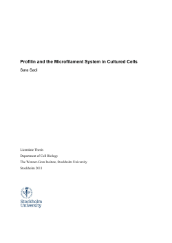 Profilin and the Microfilament System in Cultured Cells