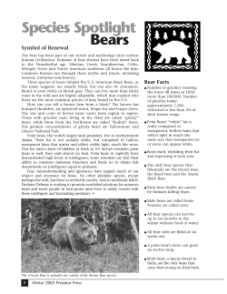 Species Spotlight Bears