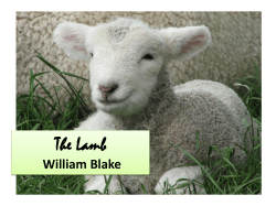 The Lamb