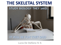 The Skeletal System - Liceo Scientifico Fermi (CS)