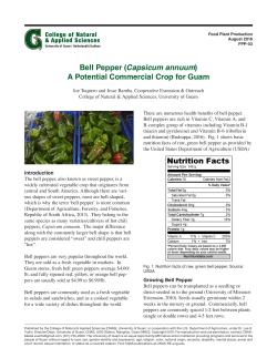 Bell Pepper - www.CNAS-RE.uog.edu