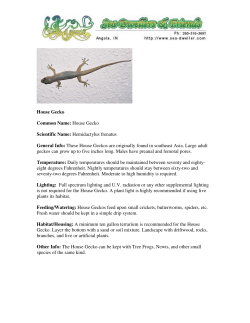 House Gecko Common Name: House Gecko Scientific Name