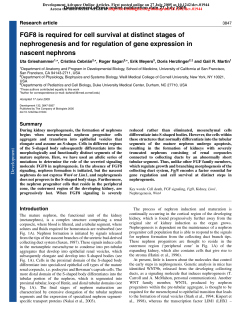 FGF8 is required for cell survival at distinct stages of