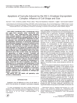Apoptosis of Syncytia Induced by the HIV-1