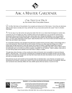 Oak Tree Leaf Drop - Placer County Master Gardeners