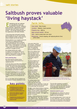 Saltbush proves valuable `living haystack`