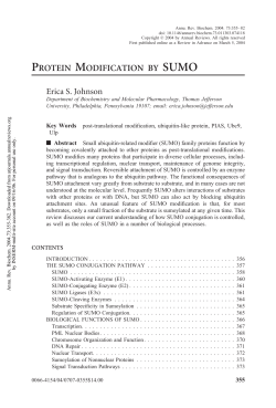 protein modification by sumo