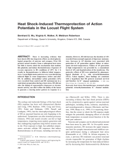 Heat Shock-Induced Thermoprotection of Action Potentials