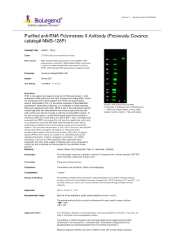 Purified anti-RNA Polymerase II Antibody (Previously Covance