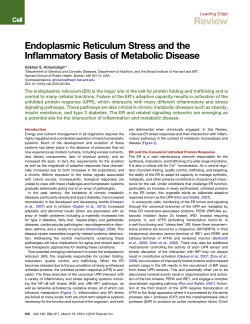 Endoplasmic Reticulum Stress and the