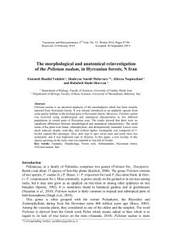 The morphological and anatomical reinvestigation of the Psilotum