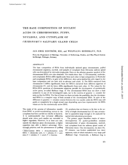 the base composition of nucleic acids in chromosomes, puffs