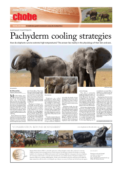 Pachyderm cooling strategies
