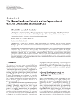 The Plasma Membrane Potential and the Organization of the Actin