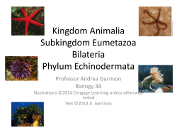 Phylum Echinodermata - Bakersfield College