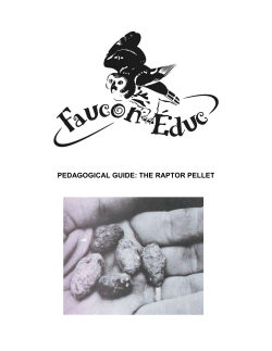 PEDAGOGICAL GUIDE: THE RAPTOR PELLET