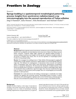 Sponge budding is a spatiotemporal morphological patterning