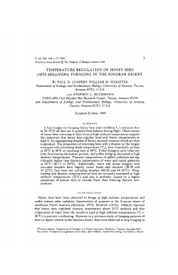 temperature regulation of honey bees