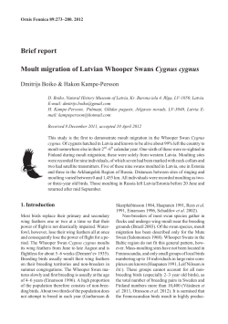 Brief report Moult migration of Latvian Whooper