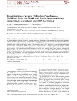 Identification of gobies (Teleostei: Perciformes: Gobiidae) from the