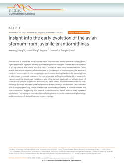 Insight into the early evolution of the avian sternum from juvenile