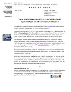Giraffe news release