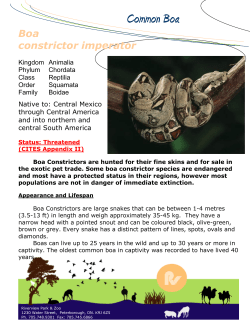 Common Boa Constrictor - Peterborough Utilities Group