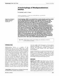A bacteriophage of Rhodopseudomonas blastica