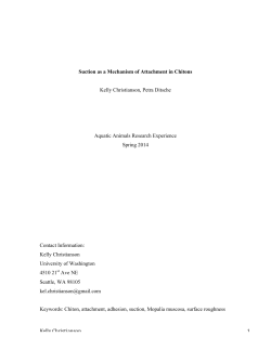 Suction as a Mechanism of Attachment in Chitons