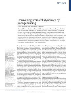 Unravelling stem cell dynamics by lineage tracing