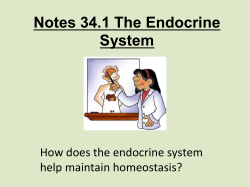 Bio 34.1 Endocrine System