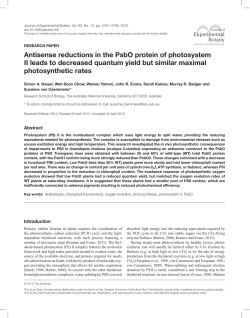 Antisense reductions in the PsbO protein of photosystem II leads to