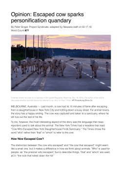 Opinion: Escaped cow sparks personification quandary