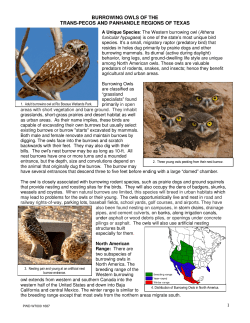 1 BURROWING OWLS OF THE TRANS
