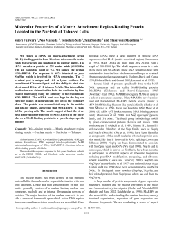 Molecular Properties of a Matrix Attachment Region