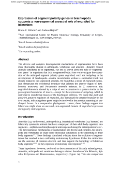Expression of segment polarity genes in brachiopods