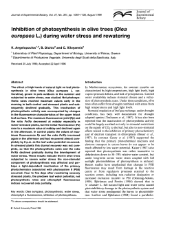 Inhibition of photosynthesis in olive trees