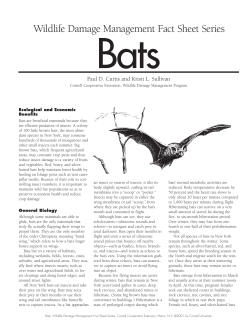 Bats - Wildlife Control Information