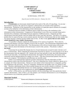 COMPARISON of HUMAN and CHIMPANZEE CHROMOSOMES