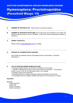 Hymenoptera - Parasitoid - Wasps 14 - Proctotrupoidea