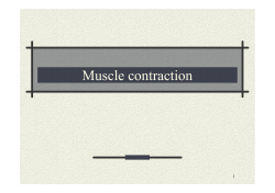 Muscle contraction