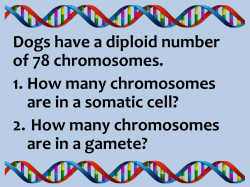 Dogs have a diploid number of 78 chromosomes. 1. How many
