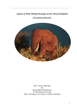 Aspects of Male Mating Strategies in the African Elephant