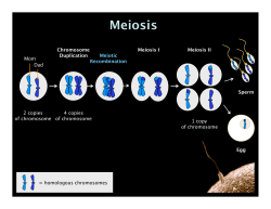 Meiosis